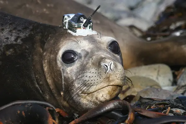 An elephant seal on the ice wearing a small oceanographic sensor tag on its head.