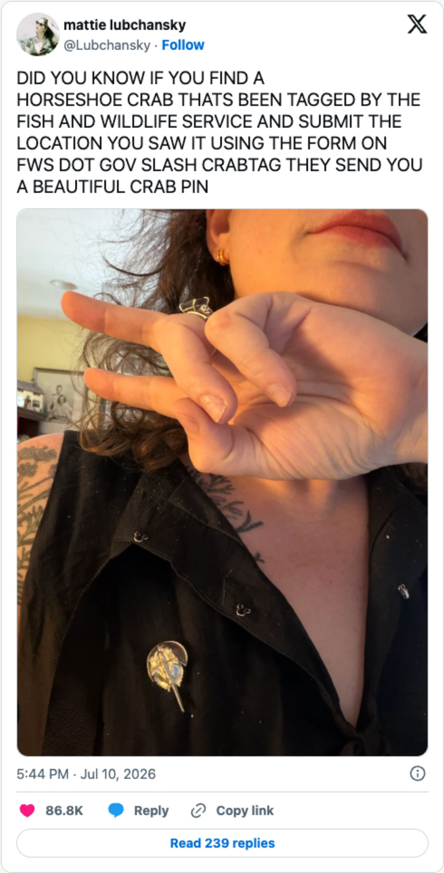 Mattie Lubchansky’s tweet about receiving a horseshoe-crab pin for reporting a tagged crab to the Fish and Wildlife Service, with the full photo showing the gold crab pin on their shirt.